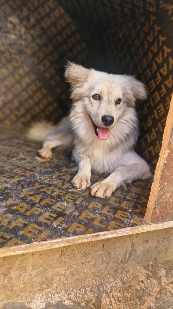 Yorgo, un tenero pelosetto Foto 3
